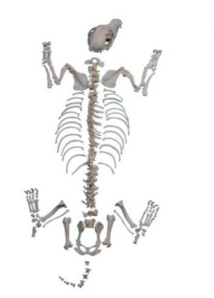 Dog Skeleton Unassembled Big Size Dog