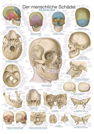 Anatomical Charts Human Skull