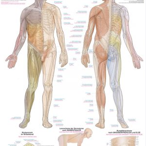 Anatomical Chart Dermatomes