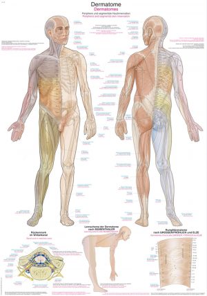 Anatomical Chart Dermatomes