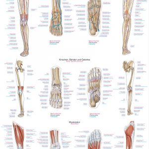 Anatomical Chart Lower Limb