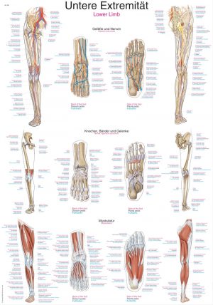 Anatomical Chart Lower Limb
