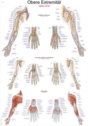 Anatomical Chart Upper Limb