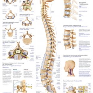 Anatomical Chart Vertebral Column