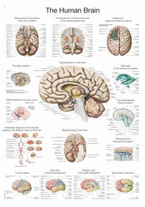 Anatomical Chaart Brain