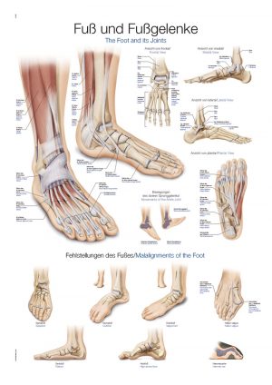 Chart Foot and Ankle