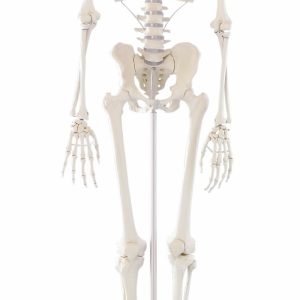 Skeleton Wili