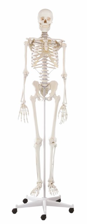 Skeleton Wili