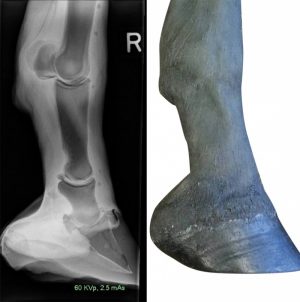Product Information Equine Palpation Radiology Limb - Image 3