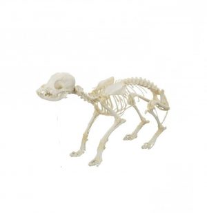 Canine Skeleton Specimen