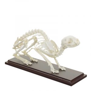 Feline Skeleton Specimen