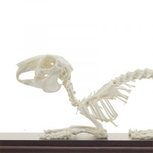 Rabbit Skeleton Specimen - Image 2