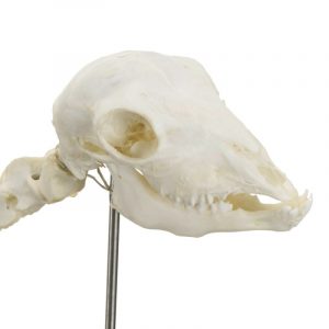 Sheep Skeleton Specimen - Image 2