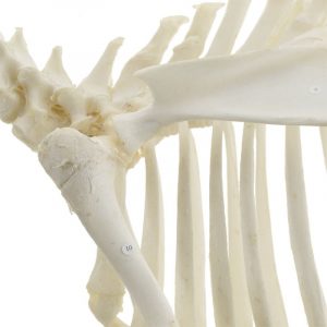 Goat Skeleton Specimen - Image 2