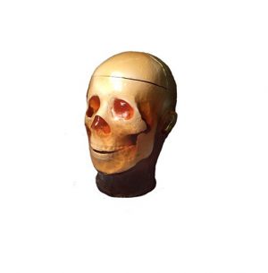 Head Phantom Static for MRI CT and Ultrasonography
