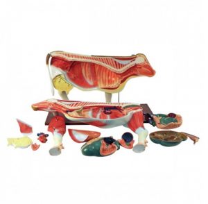 Cow Anatomical Model 13 Parts - Image 2