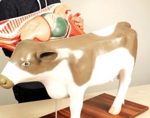 Cow Anatomical Model 13 Parts - Image 3