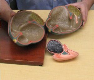 Cow Anatomical Model 13 Parts - Image 4