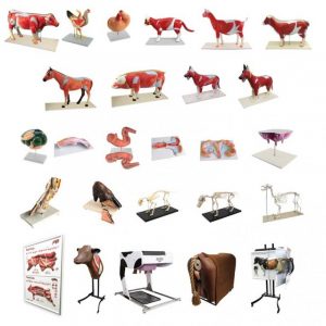Set Models and Simulators of Animals 26Parts