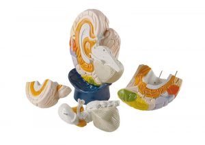 Neuro Anatomical Brain 4 Part 2 Times Life Size