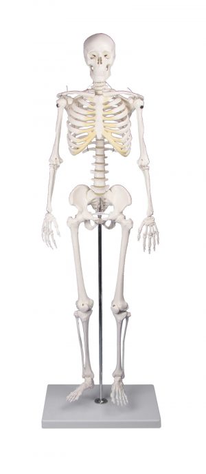 Miniature Skeleton Tom