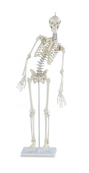 Miniature Skeleton Paul with Movable Spine