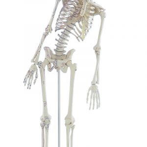 Miniature Skeleton Fred with Movable Spine and Muscle Markings