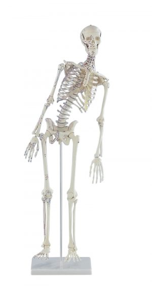 Miniature Skeleton Fred with Movable Spine and Muscle Markings