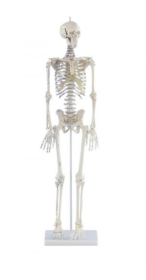 Miniature Skeleton Daniel” with Muscle Markings