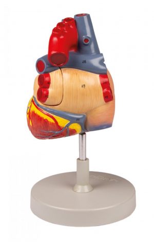 Heart Model 2x Enlarged 4 Parts - Image 3
