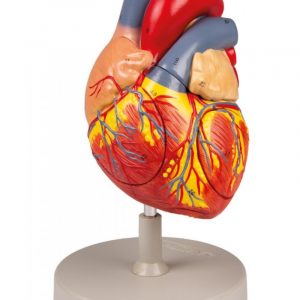 Heart Model 2x Enlarged 4 Parts