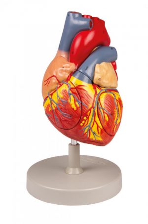 Heart Model 2x Enlarged 4 Parts