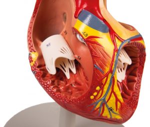 Heart Model 2x Enlarged 4 Parts - Image 5