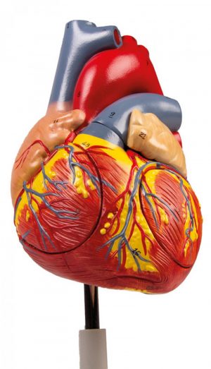 Heart Model 2x Enlarged 4 Parts - Image 7