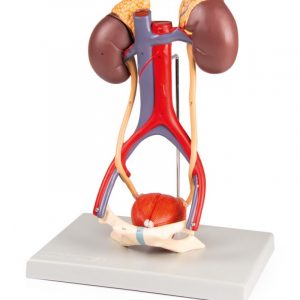 Model of the Urinary System