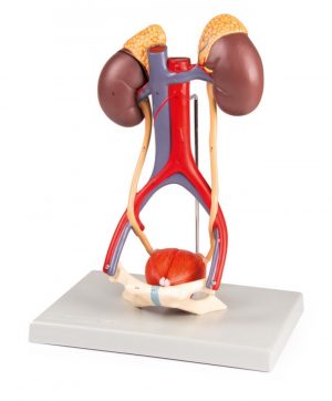 Model of the Urinary System