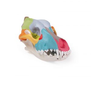 Dog Skull with Didactic Painting