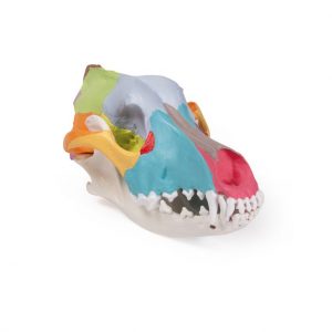 Dog Skull with Didactic Painting