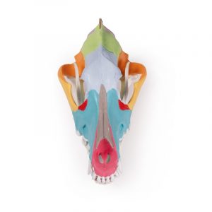 Dog Skull with Didactic Painting - Image 4