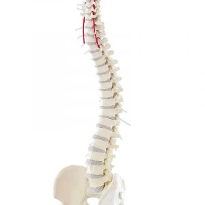 Spine Model for Manual Therapy