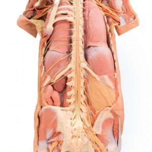 Nervous System Dissection Posterior View MA01274