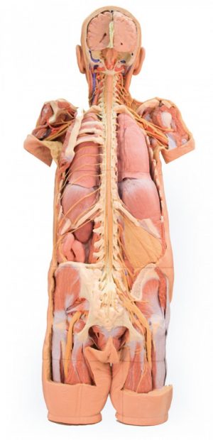 Nervous System Dissection Posterior View MA01274