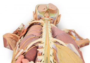 Nervous System Dissection Posterior View MA01274 - Image 2