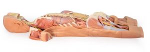 Nervous System Dissection Posterior View MA01274 - Image 3