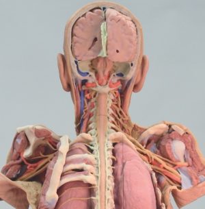 Nervous System Dissection Posterior View - Image 4