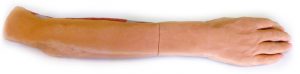 Forearm and Hand Superficial and Deep Dissection - Image 2