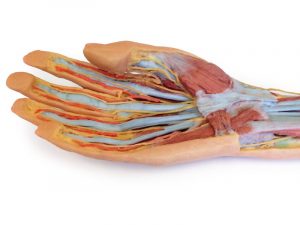 Forearm and Hand Superficial and Deep Dissection - Image 3