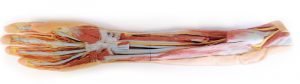 Forearm and Hand Superficial and Deep Dissection