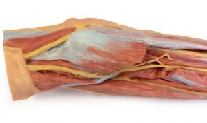Forearm and Hand Superficial and Deep Dissection - Image 4