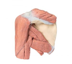 Model of Shoulder Superficial Muscles Brachial Artery